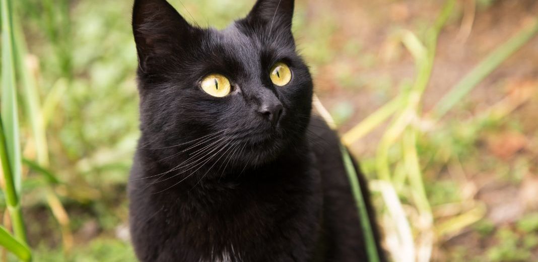 chat de bombay dans la nature 