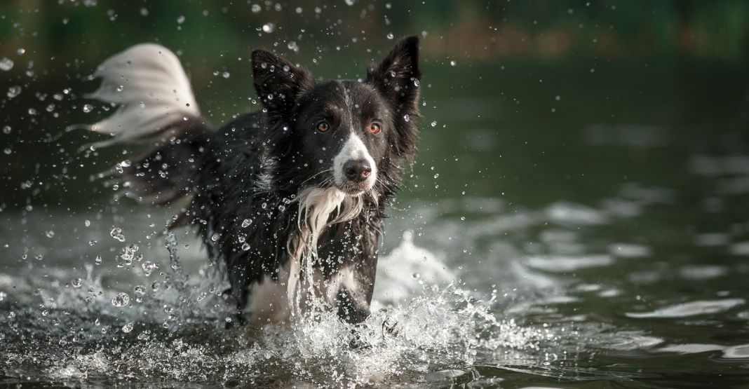 border collie noir et blanc dans l'eau