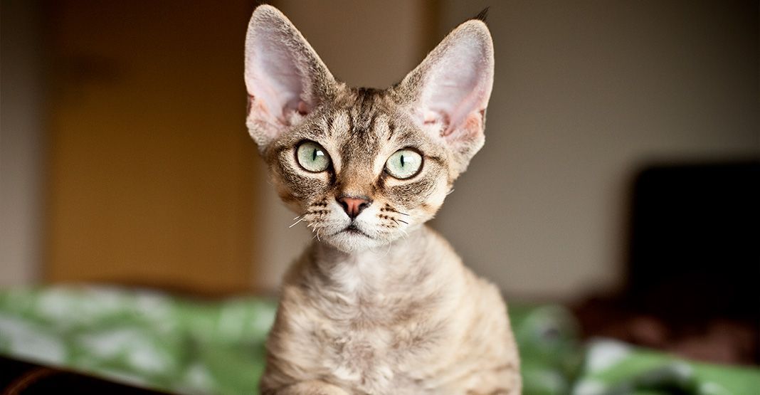 Devon Rex aux yeux verts en intérieur