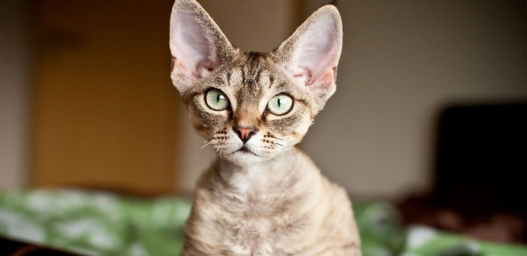 Devon Rex aux yeux verts en intérieur