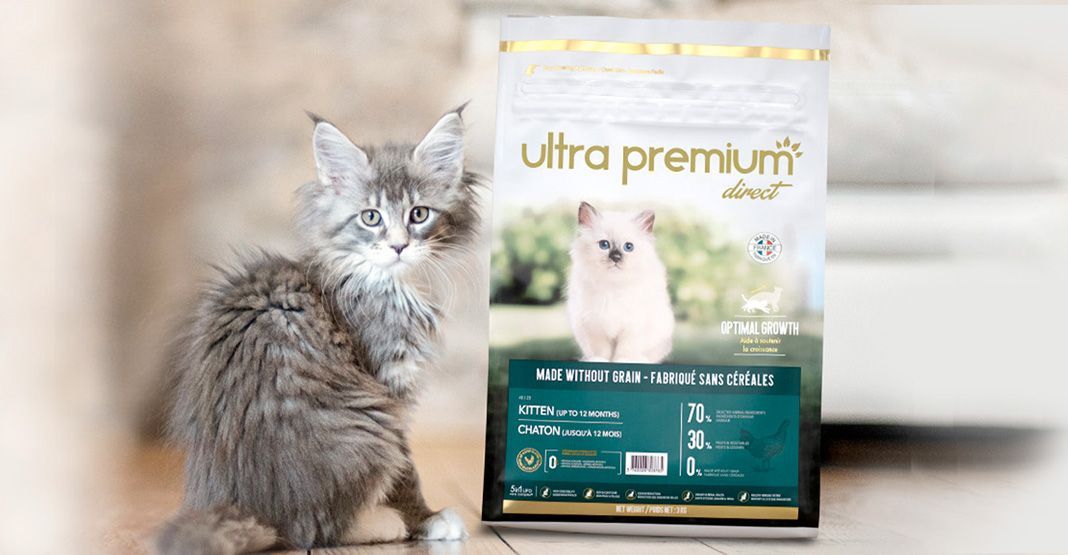 chaton à côté de ses croquettes