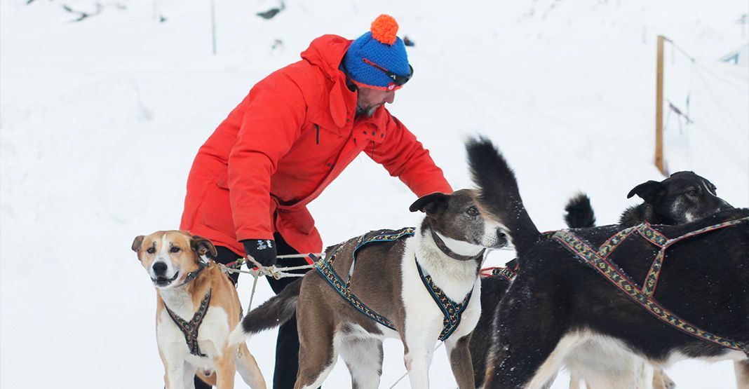 musher avec ses chiens dans la neige
