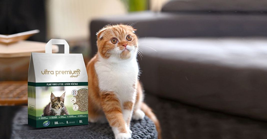 Scottish Fold à proximité de la litière végétale d'Ultra Premium Direct
