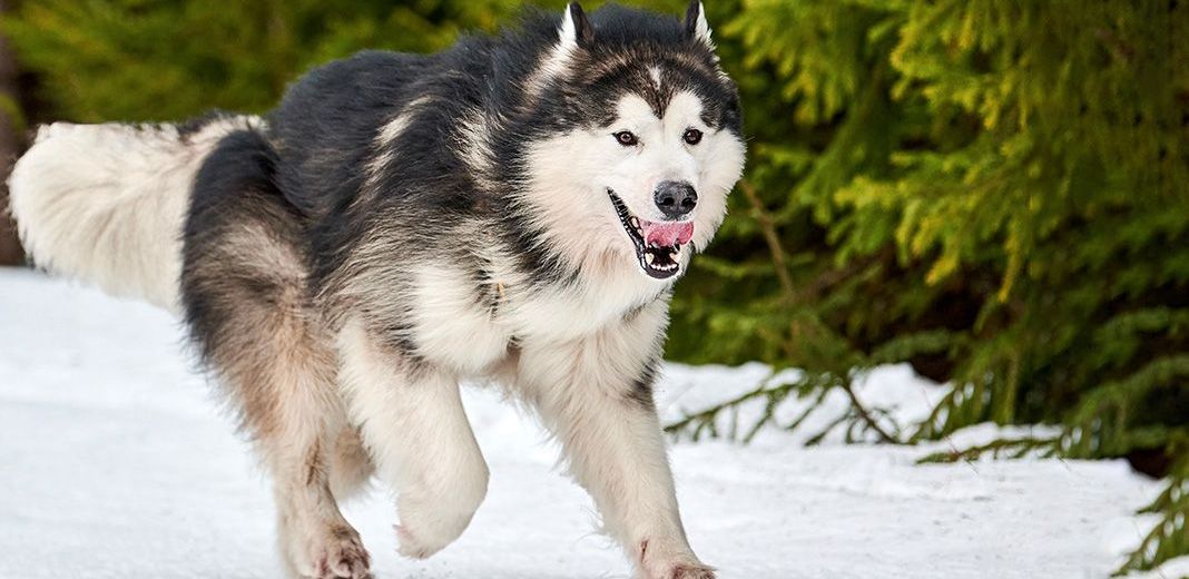 malamute de l'alaska courant dans la neige