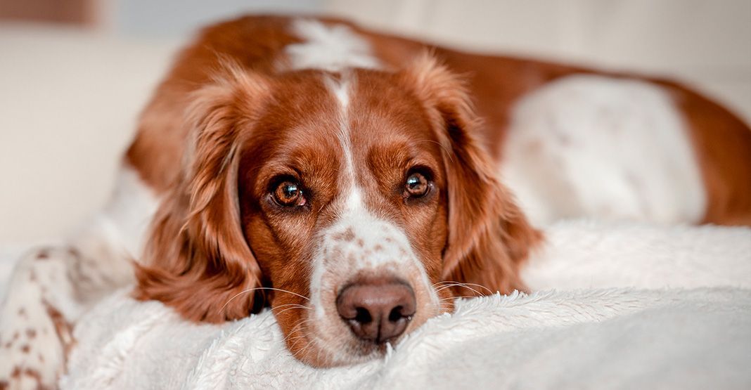 chien allongé sur un lit