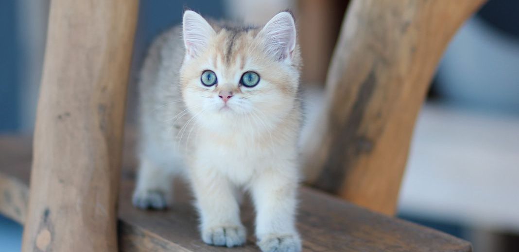 jeune chaton beige et blanc aux yeux verts sur une marche d'escalier