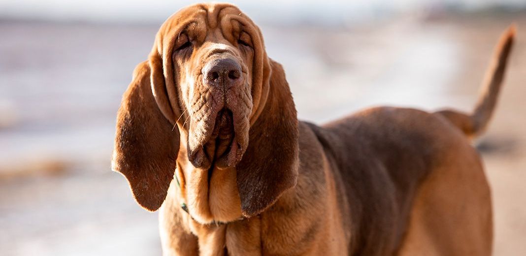 Chien de saint-hubert sur la plage