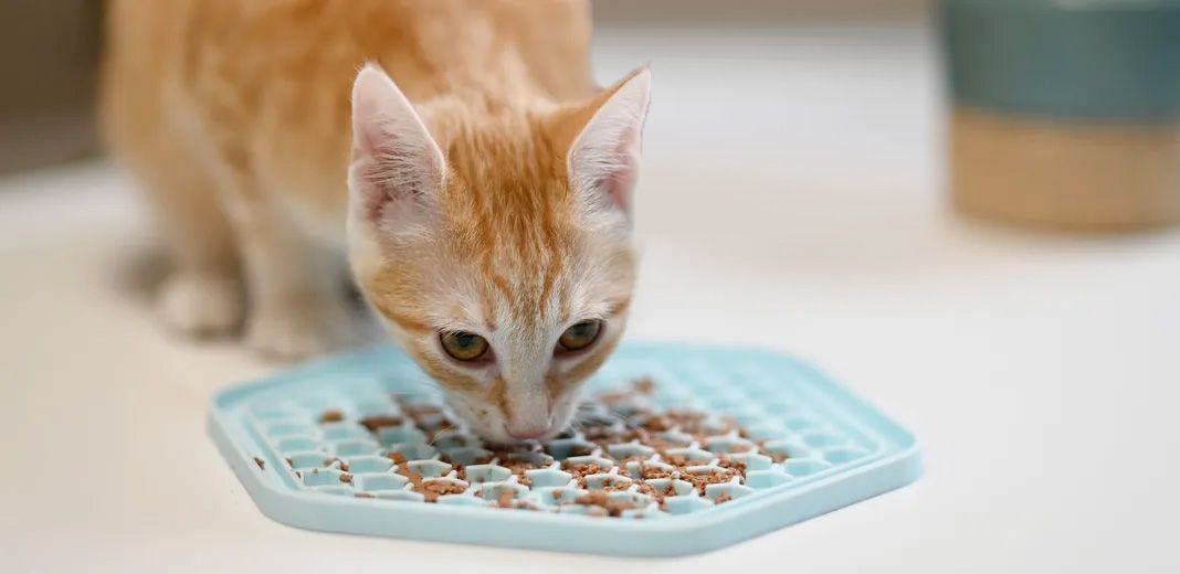 chat mangeant sur son tapis de nourriture