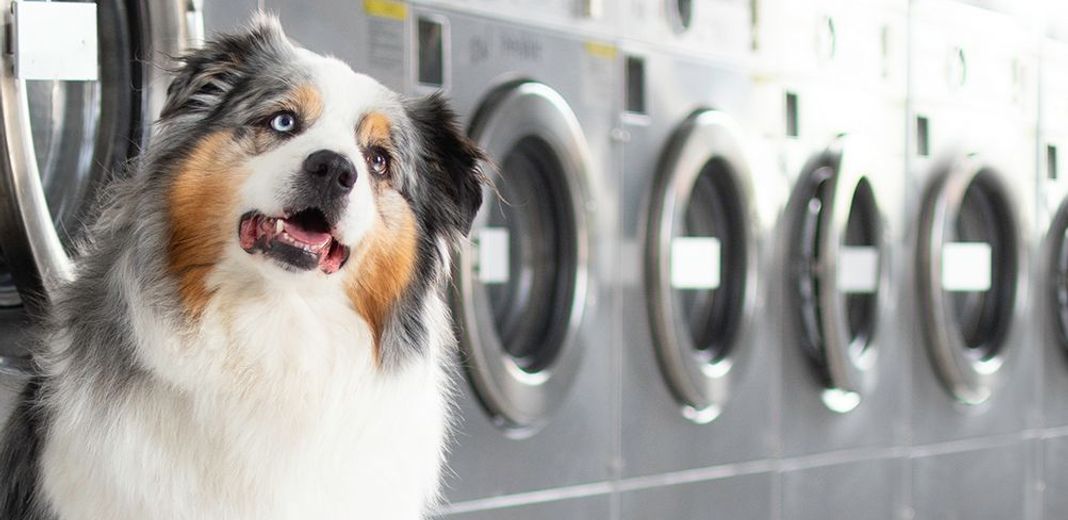 Comment bien nettoyer les affaires de son chien ? - Blog Ultra Premium  Direct