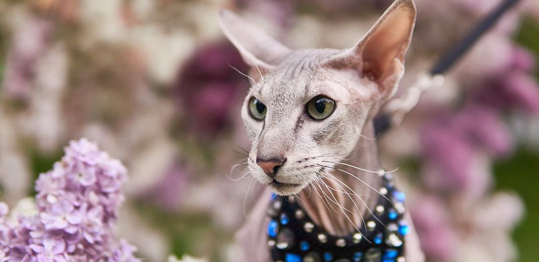 Chat Peterbald dans la nature