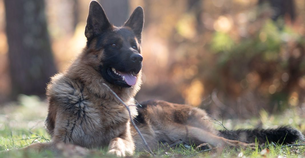 Chien marron et noir allongé dans l'herbe dans la forêt