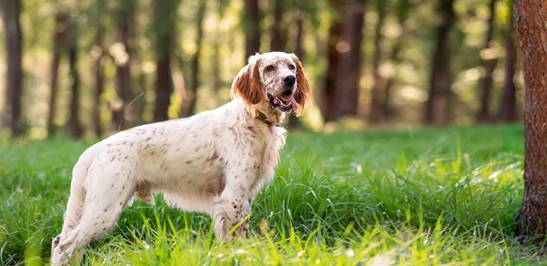 setter anglais dans les bois