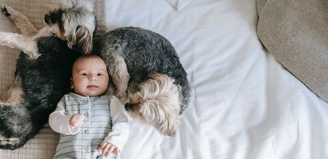 Bébé avec 2 chiens à ses côtés