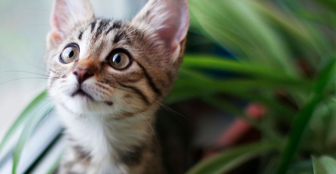 Chaton