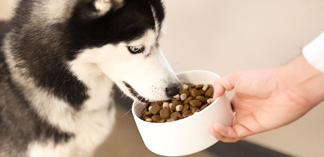 Nourriture Lyophilisée pour Chien, 1 Bouteille de Friandises à la Viande de  Canard Lyophilisées Pièces Snacks Viande Lyophilisée à Haute Teneur en