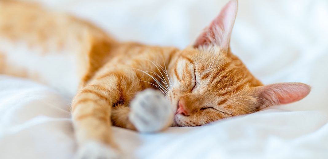 Chat roux couché sur un lit