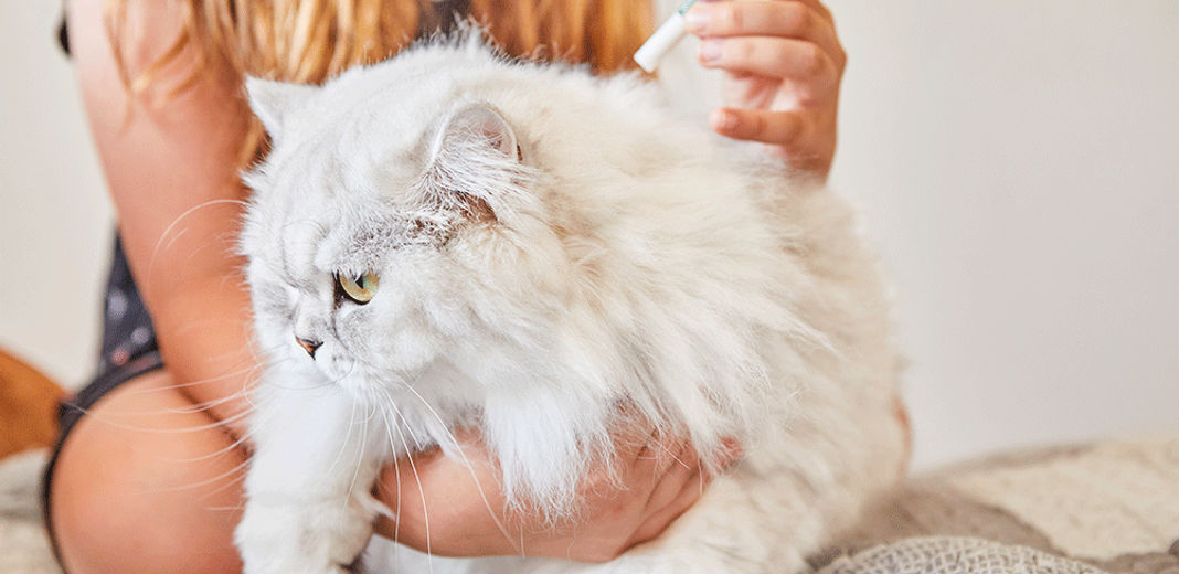 Anti-puces pour chat : 5 traitements efficaces !