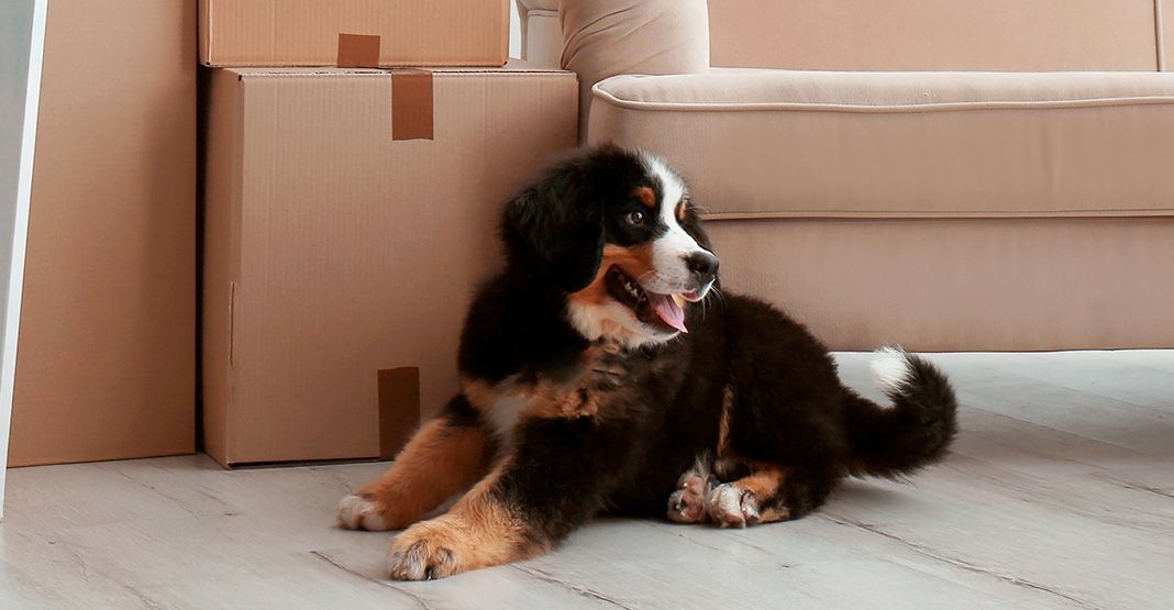 chiot bouvier bernois devant des cartons de déménagement