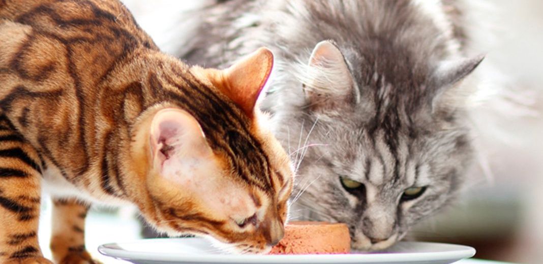 Les Besoins des Chats en Protéines dans leur Nourriture