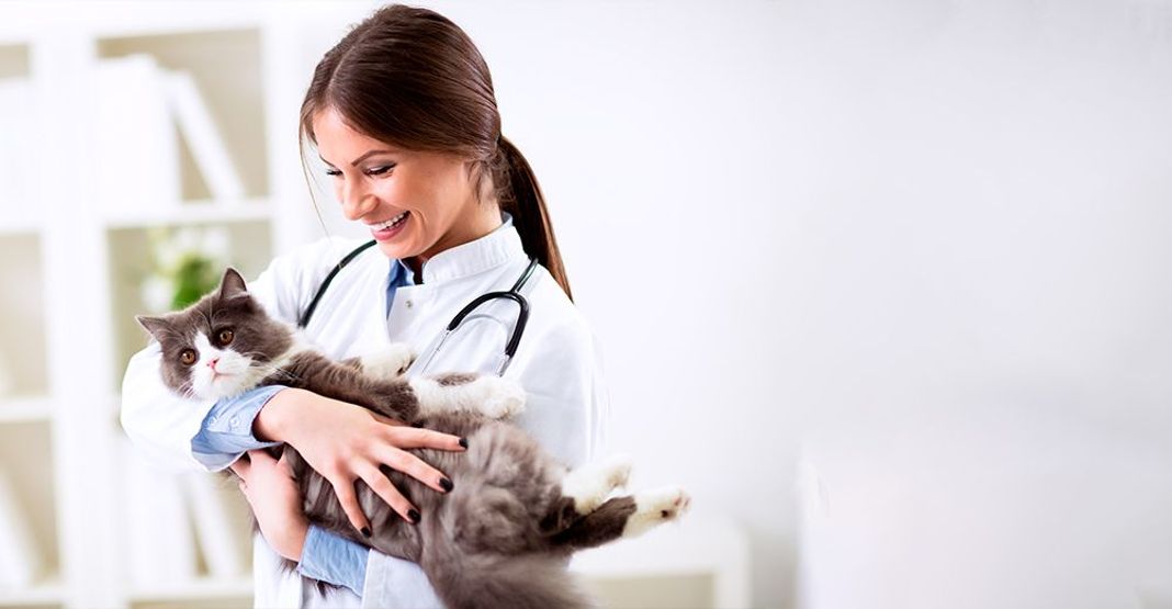 Castration du chat