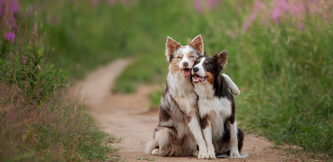 2 chiens côte à côte 