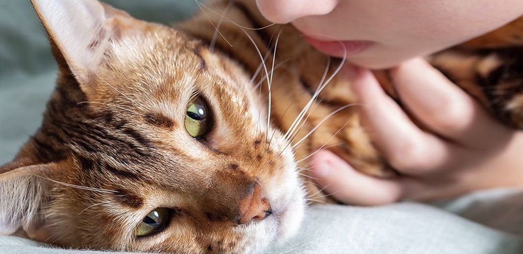 Chat à proximité de sa maîtresse