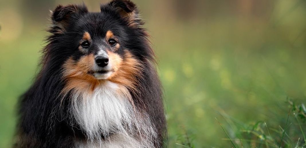 Chien poil long : ce qu'il faut savoir - Blog Ultra Premium Direct