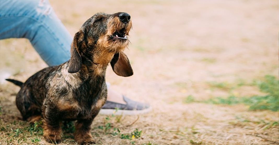 Chien qui aboie en extérieur