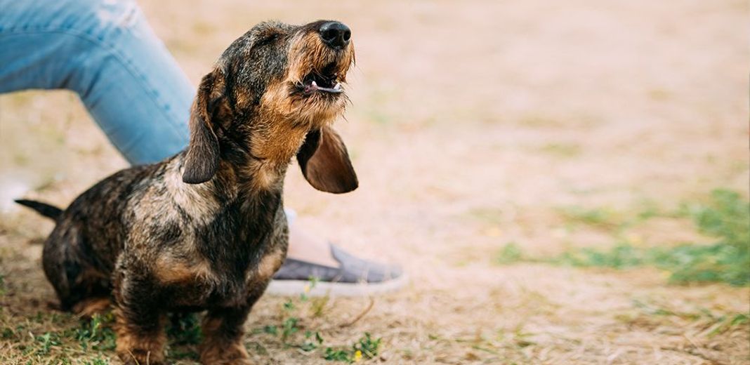 Chien qui aboie en extérieur