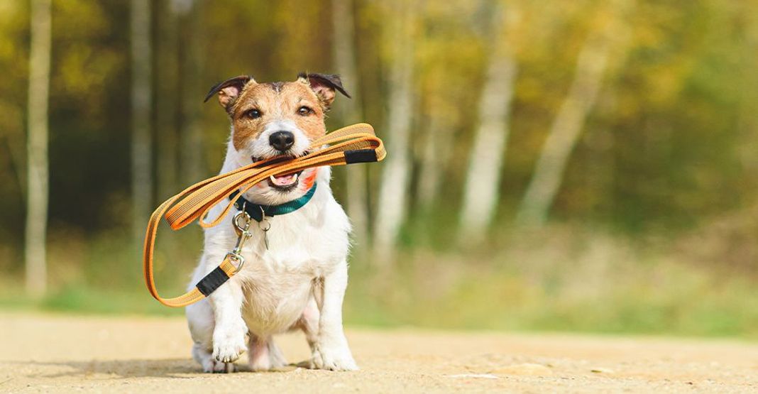 Chien ayant sa laisse à la gueule