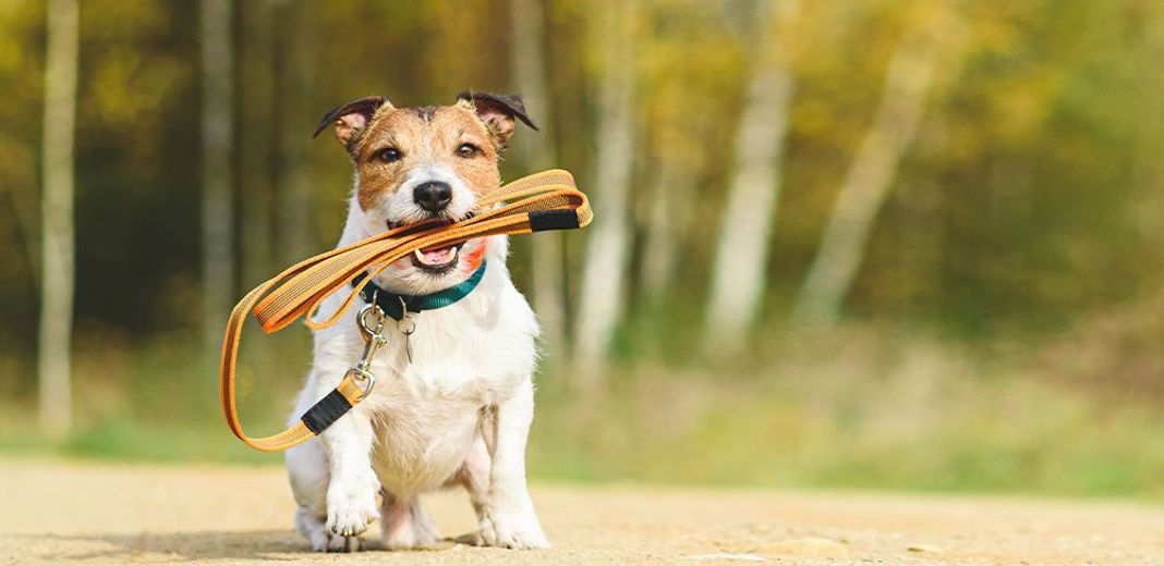 Chien ayant sa laisse à la gueule