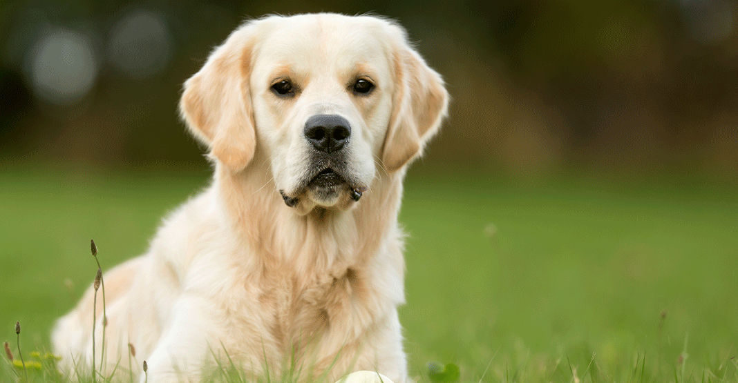 Golden Retriever couché 
