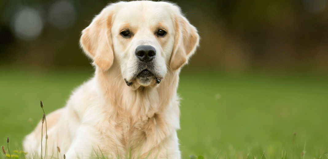 Golden Retriever couché 