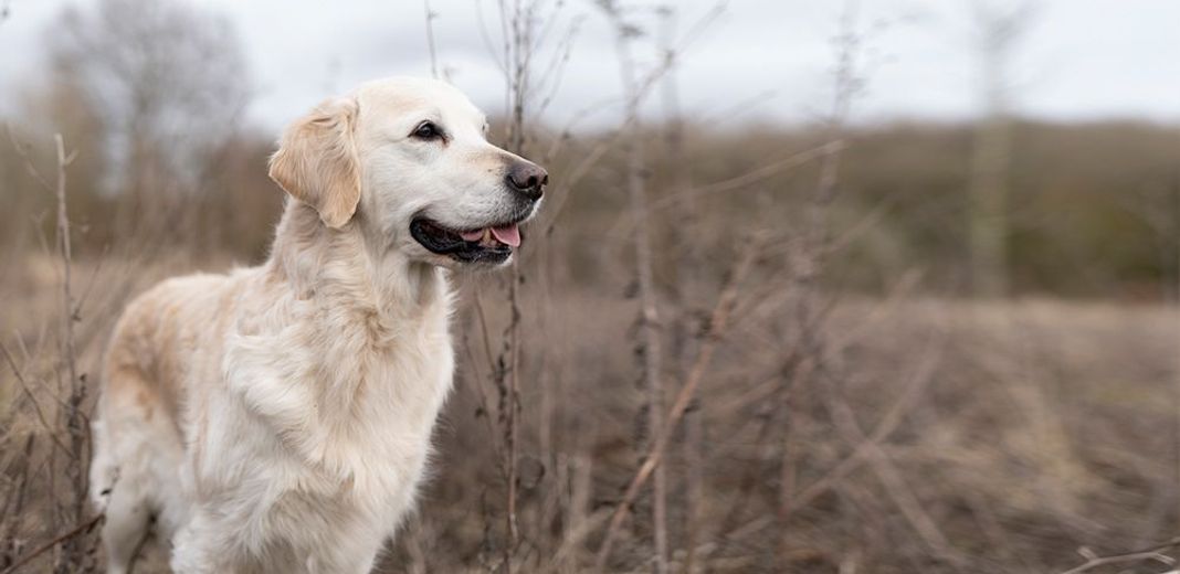 Chien en extérieur