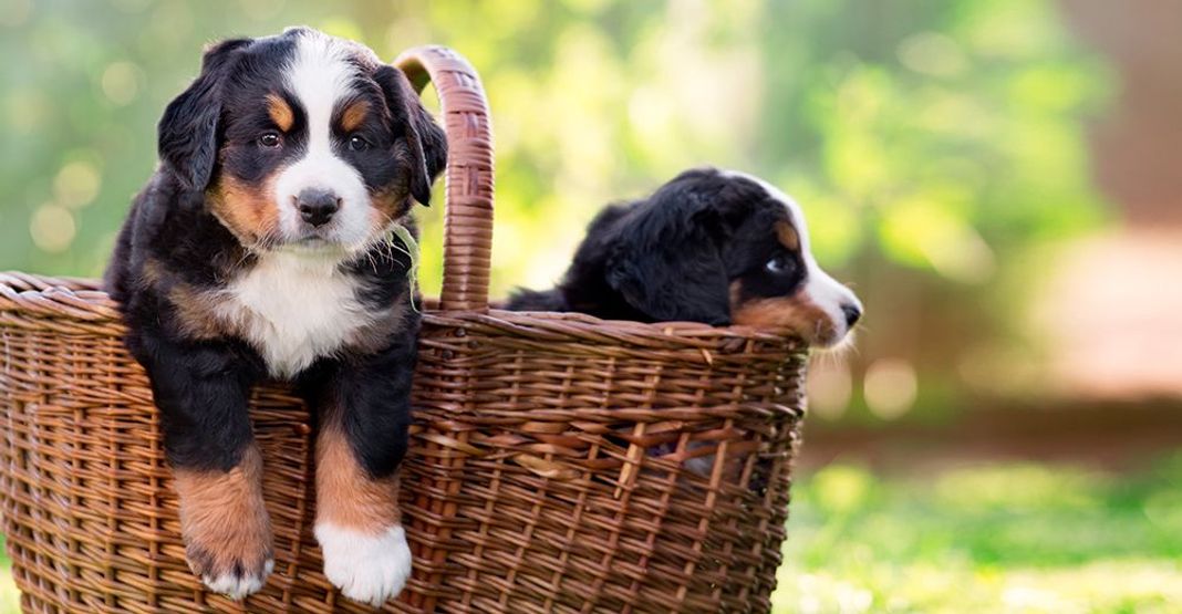 2 petits chiots dans un panier