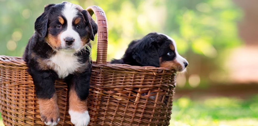 2 petits chiots dans un panier