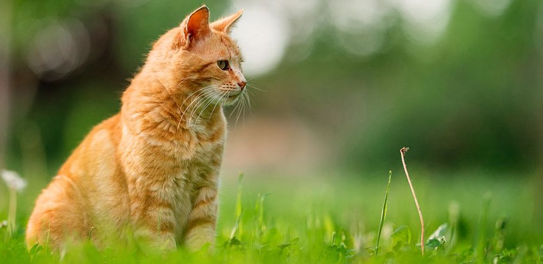 Le chat et les phéromones : comment il nous comprend ?