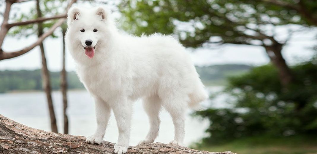 Chien blanc en extérieur