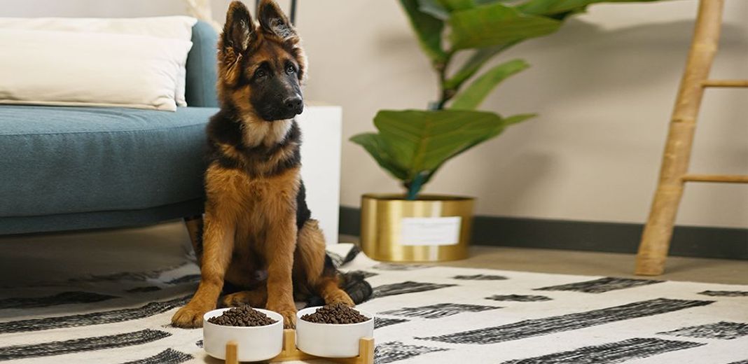 Chiot berger allemand en face de 2 gamelles de croquettes