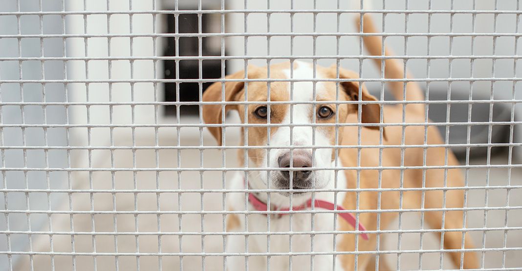 chien dans un refuge