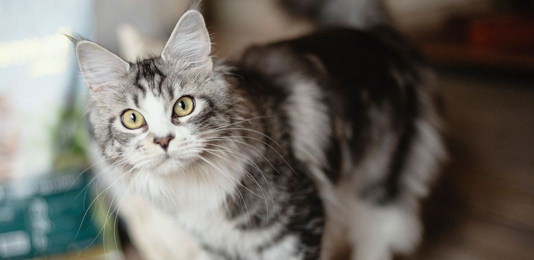 chat blanc et gris