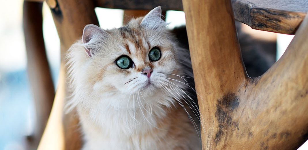 Déménagement chat