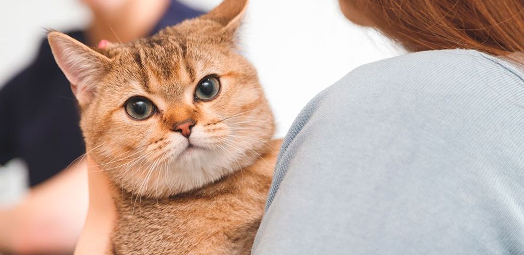 Chat chez son vétérinaire