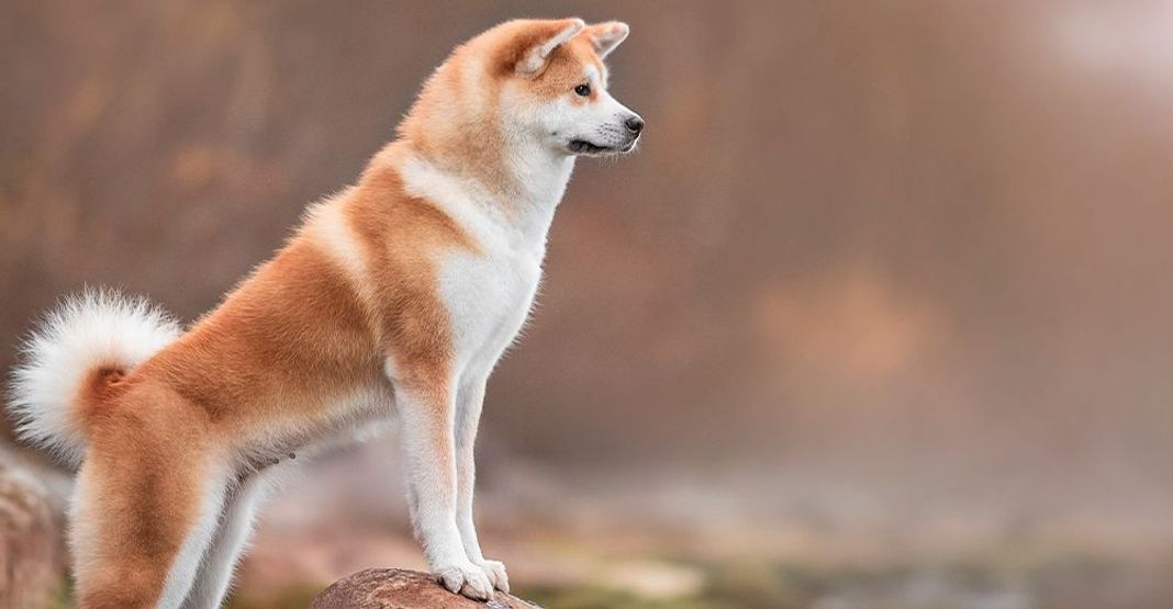 Akita inu focus