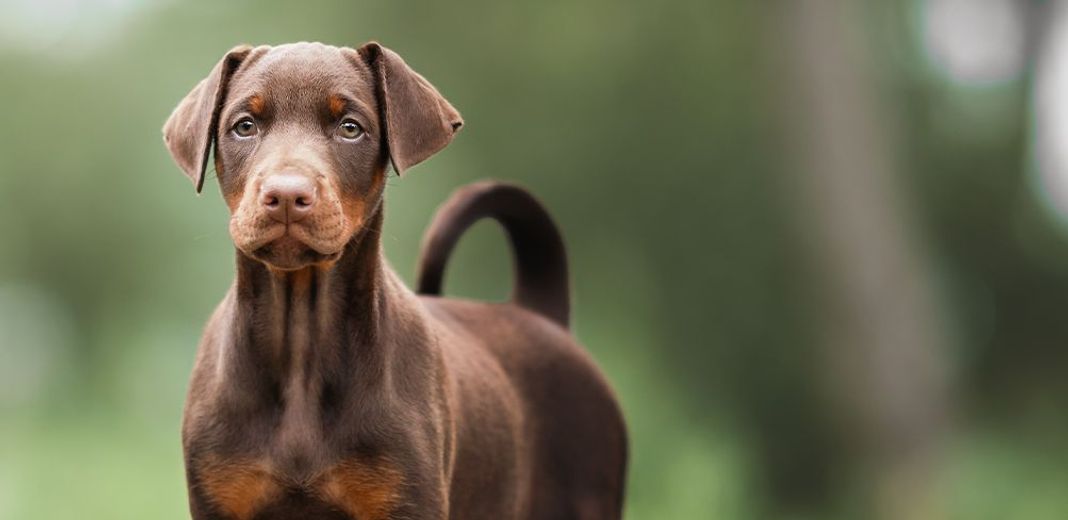 Doberman en extérieur