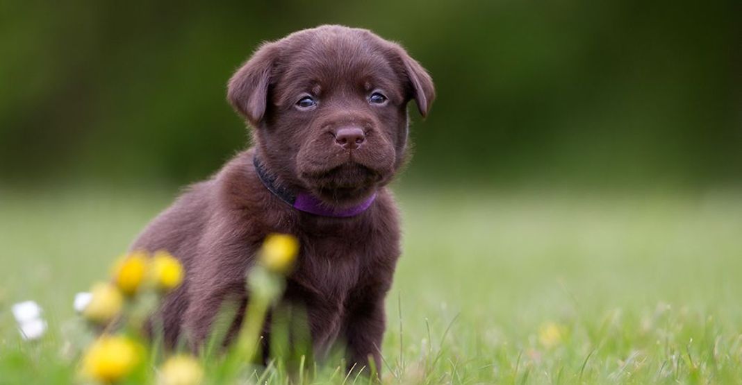 Labrador brun