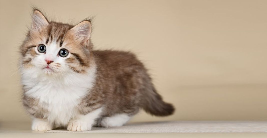 Munchkin chaton