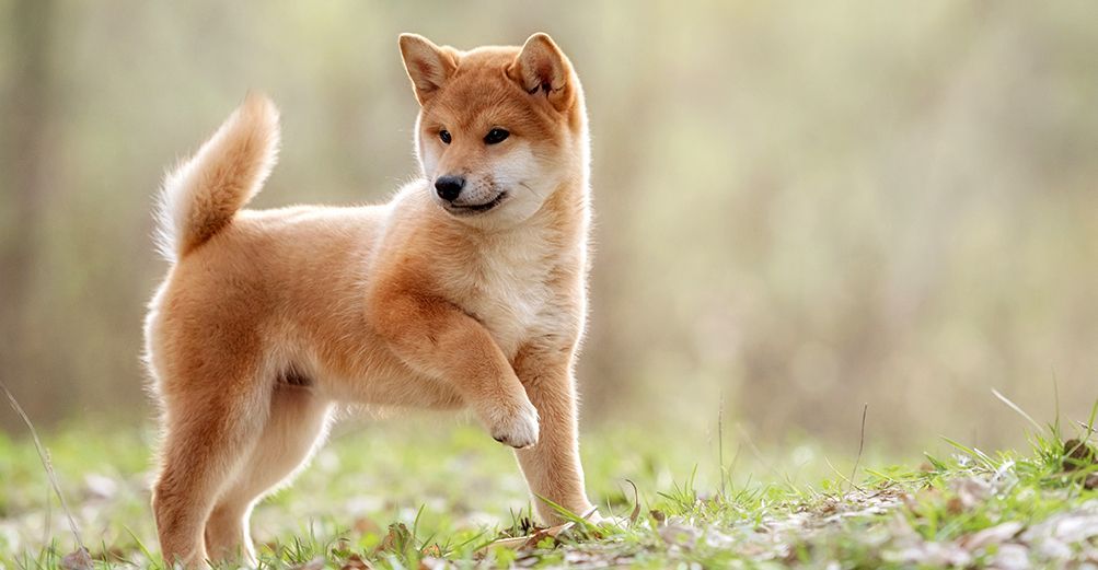 Le Shiba Inu Ses origines caract ristiques et son ducation