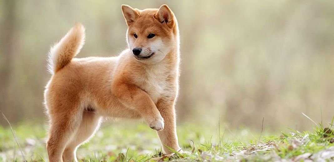 Shiba inu