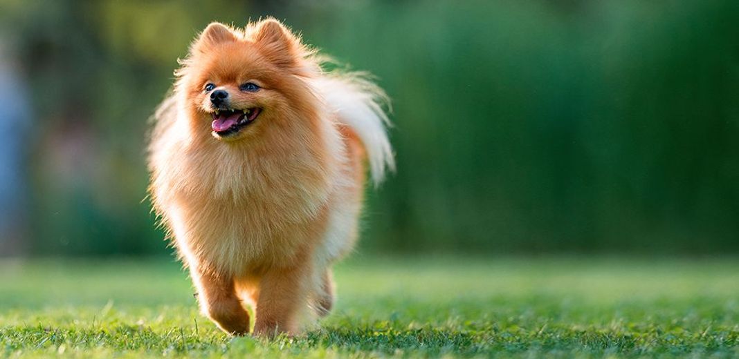 Le Spitz Nain Pomeranien, tout savoir sur la star des chiens toy.